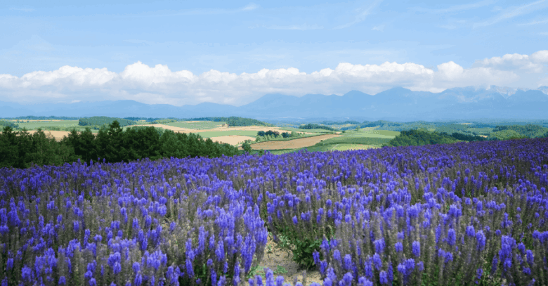 北海道の景色